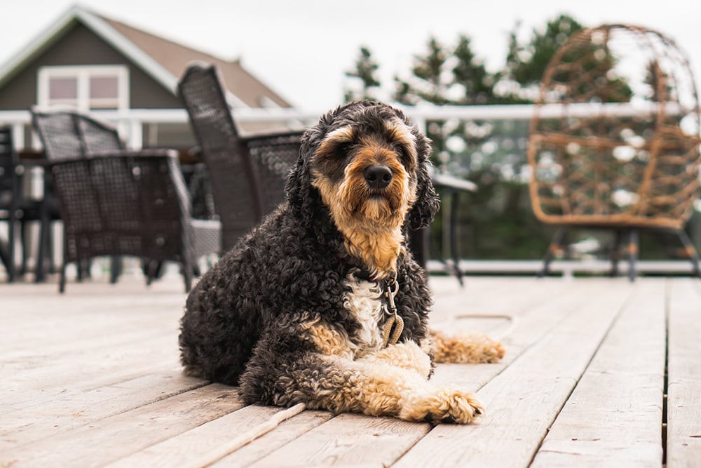 black and tan aussiedoodle dog lying on the deck