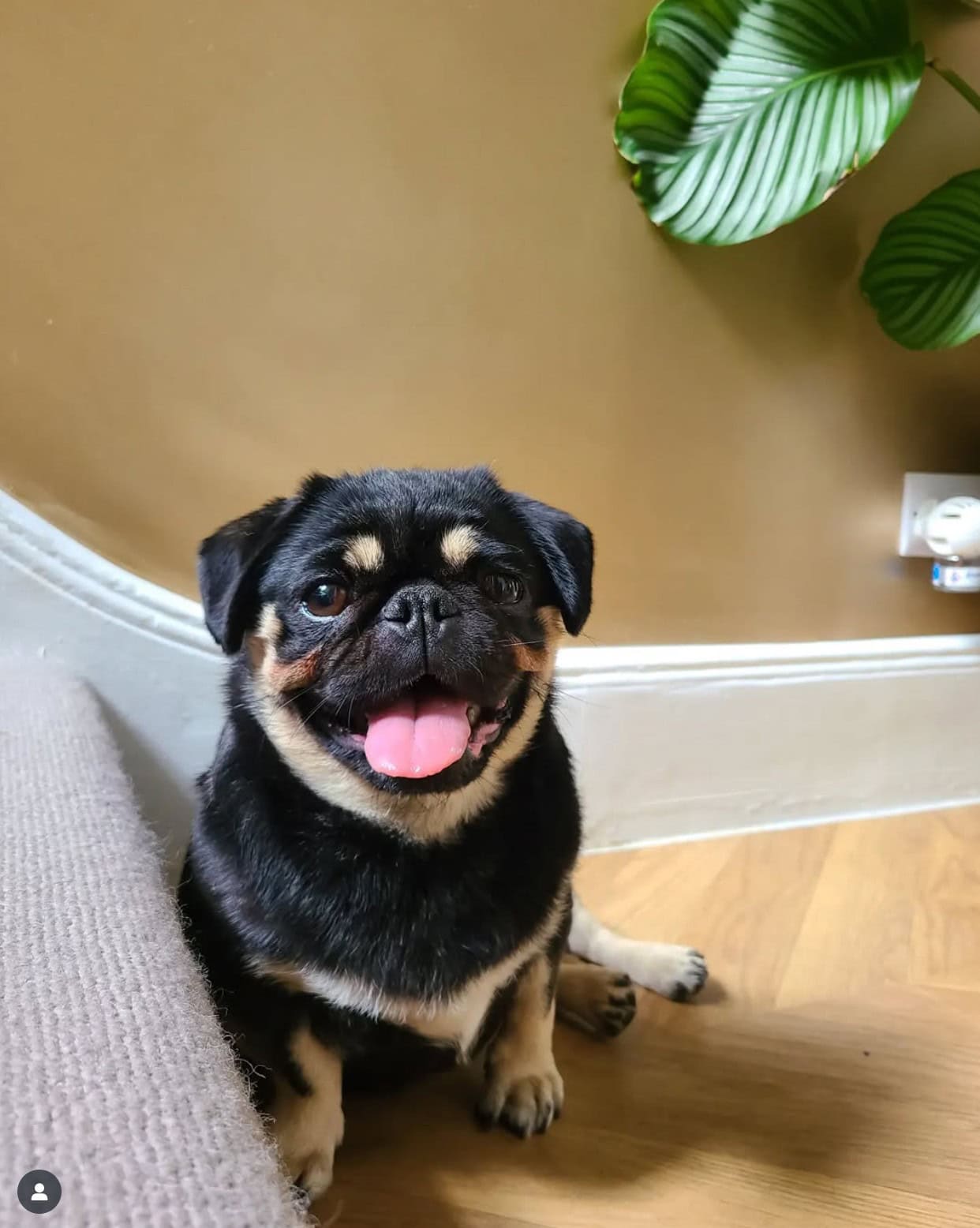 black and tan pug sitting by the stairs