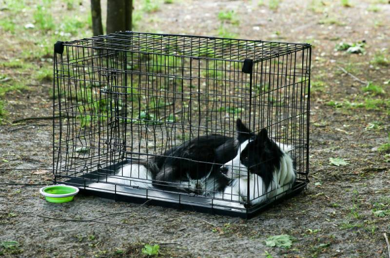 black and white border collie inside a crate outdoors