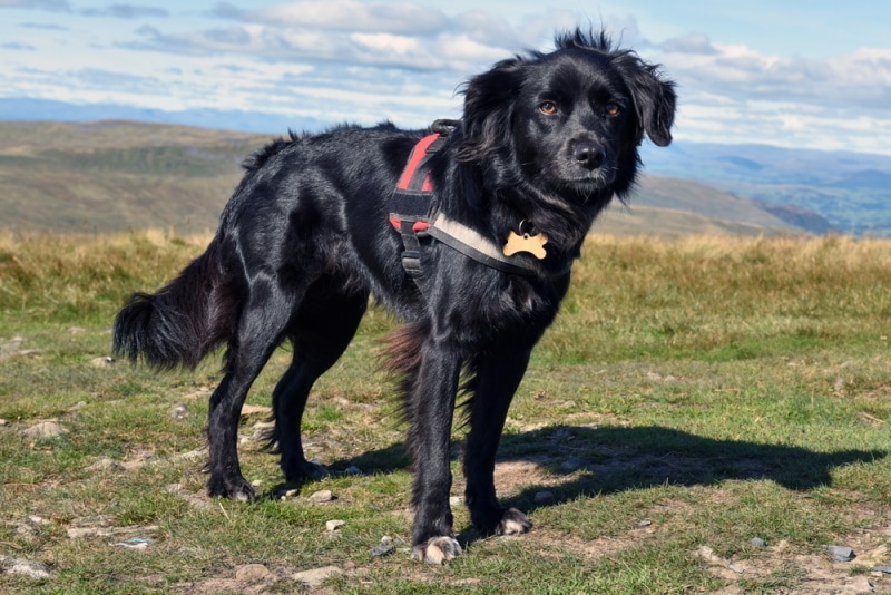 black border collie wearing harness