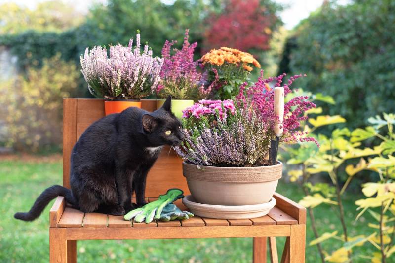 black cat trying to eat flowers in a pot