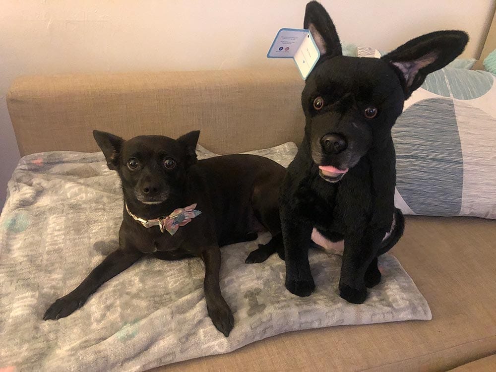 black-dog-with-the-petsies-custom-plushy