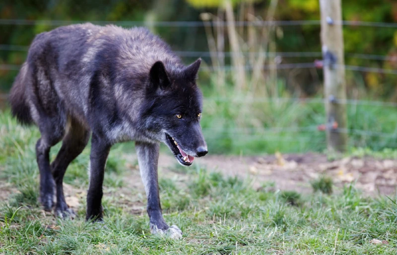 black gray wolf prowling outside the fence