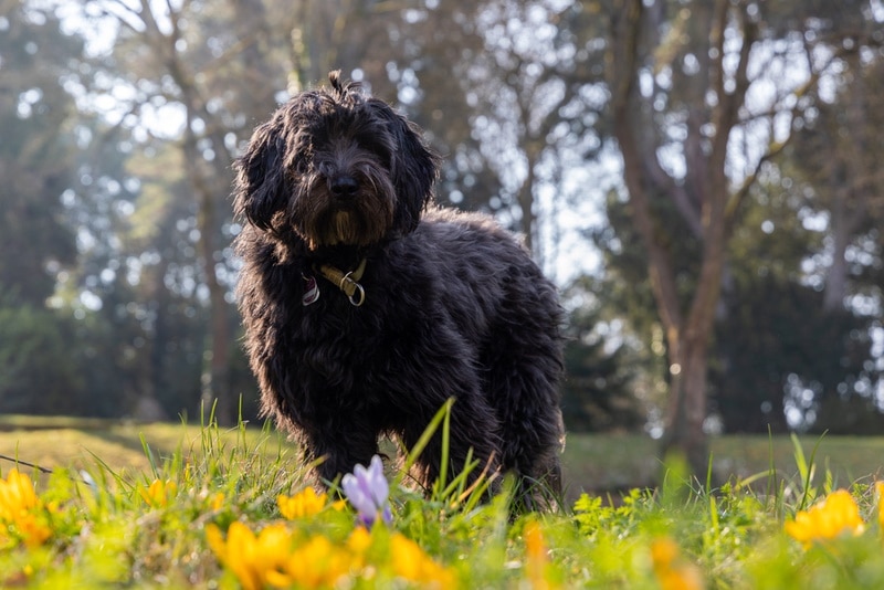 black labradoodle on the grass
