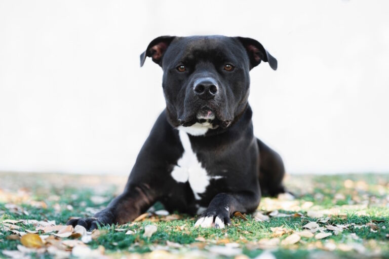 Grey Pitbull: Facts, Pictures, Origin & History | Hepper Pet Resources