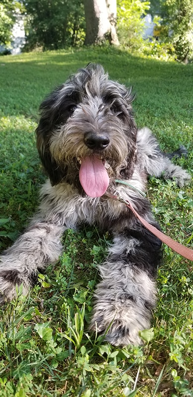 blue merle labradoodle resting in the grass