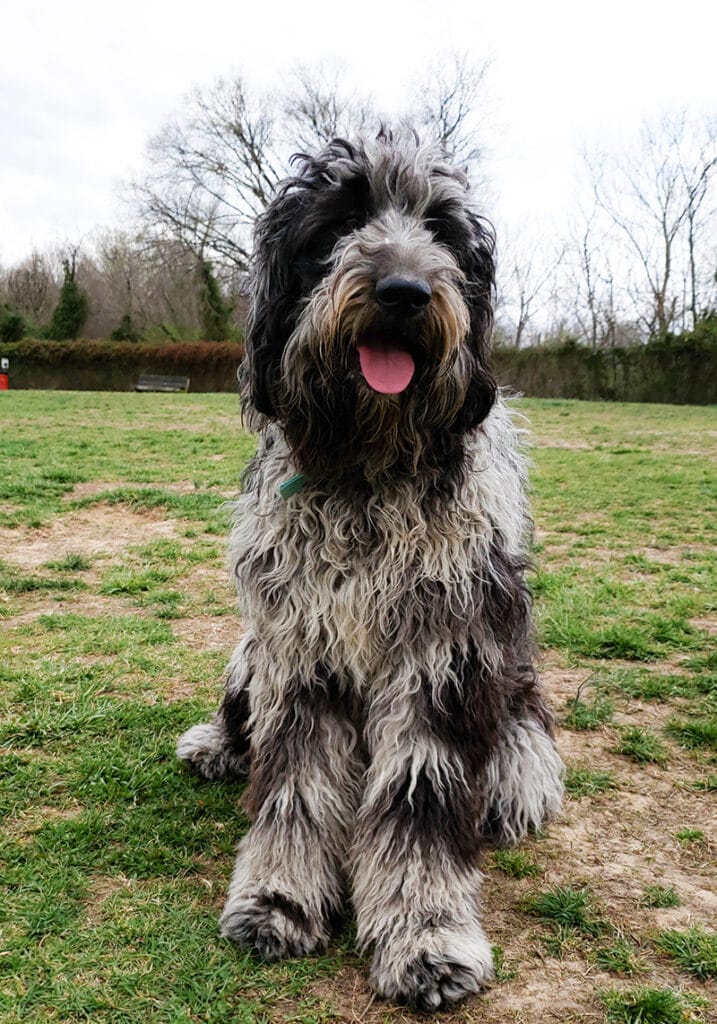 blue merle labradoodle sitting on the ground
