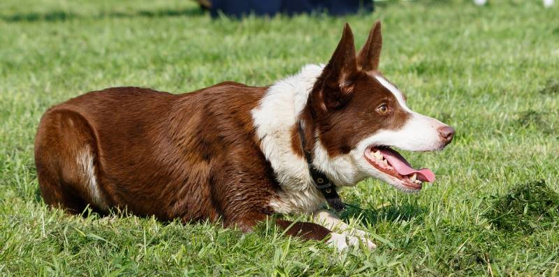 border collie dog crawling on grass