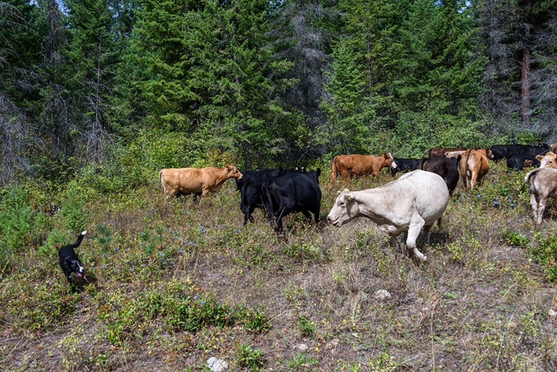 border collie dog helping herd the cattle through forest
