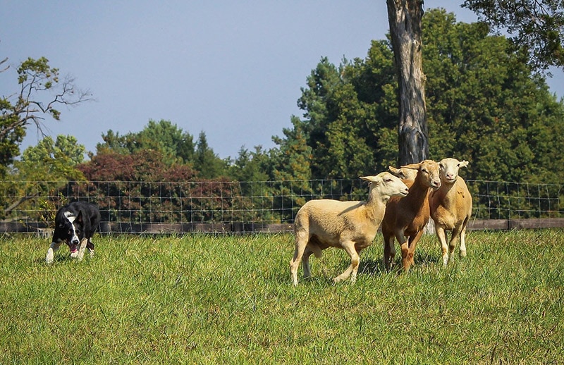 border collie dog herding the sheeps