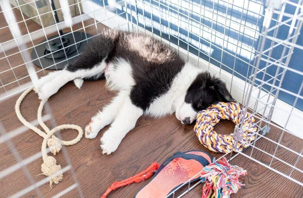 border collie puppy in crate