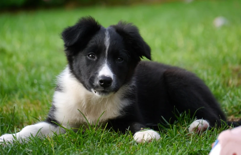 border collie puppy lying on grass