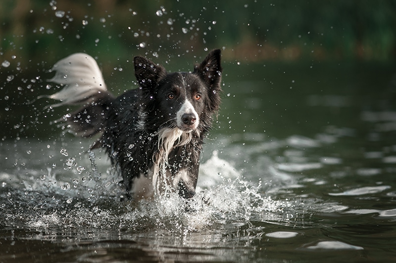 Border collie running in the water