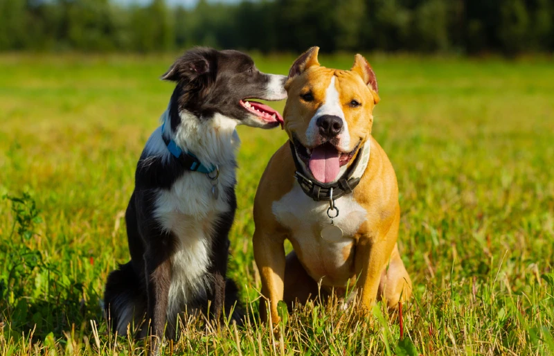 border collie with a staffordshire terrier dog in a field