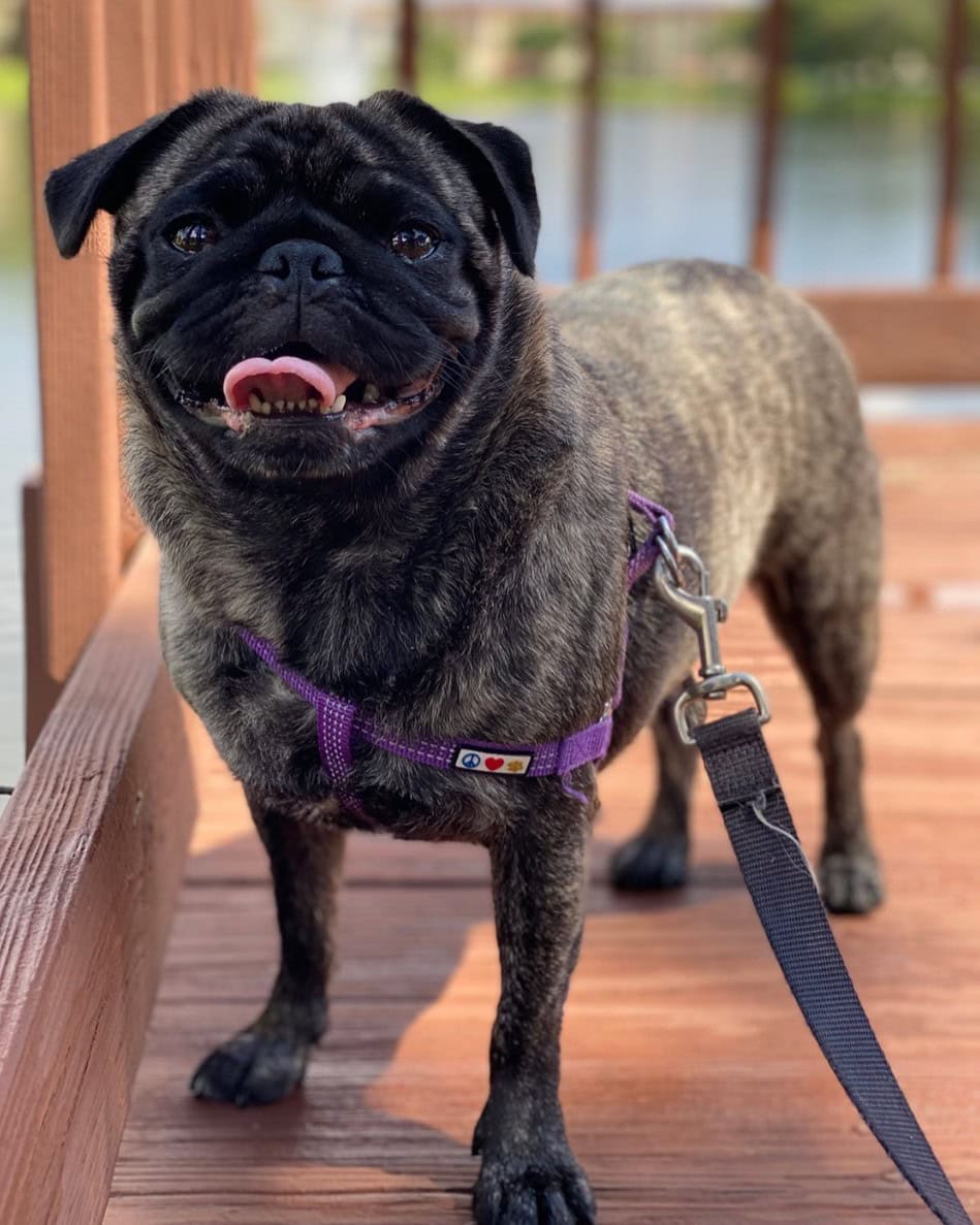 brindle pug on a deck