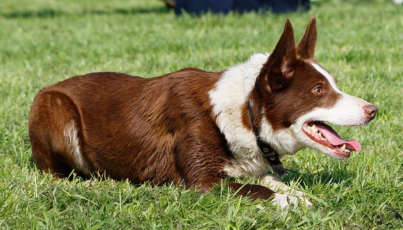 brown border collie lying on grass