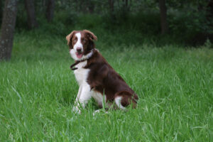 Brown Border Collie: Info, Pictures, Origin & History Hepper Pet
