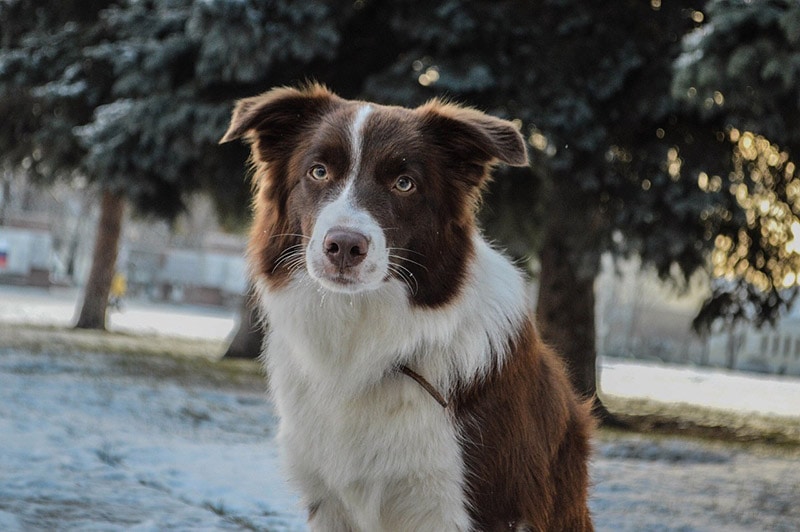 brown border collie sitting outdoor