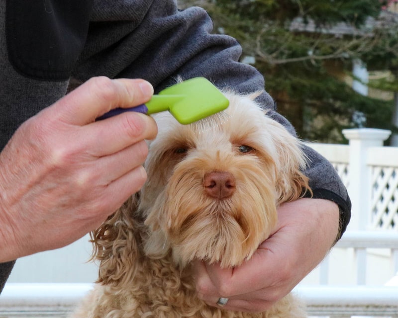 brushing labradoodle dog