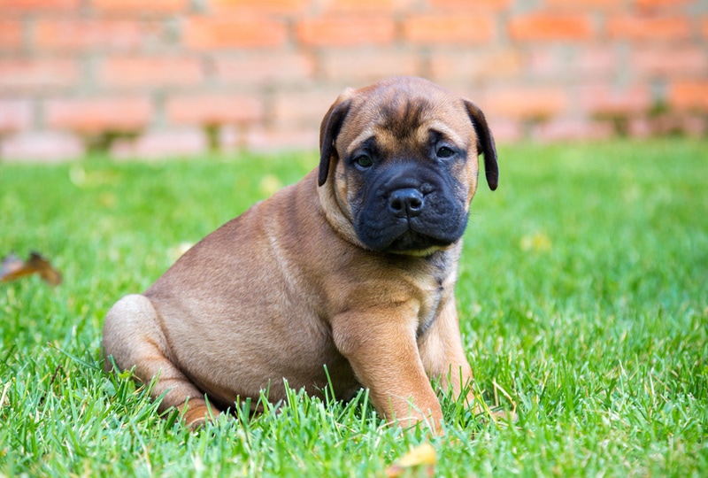 bullmastiff puppy on the grass