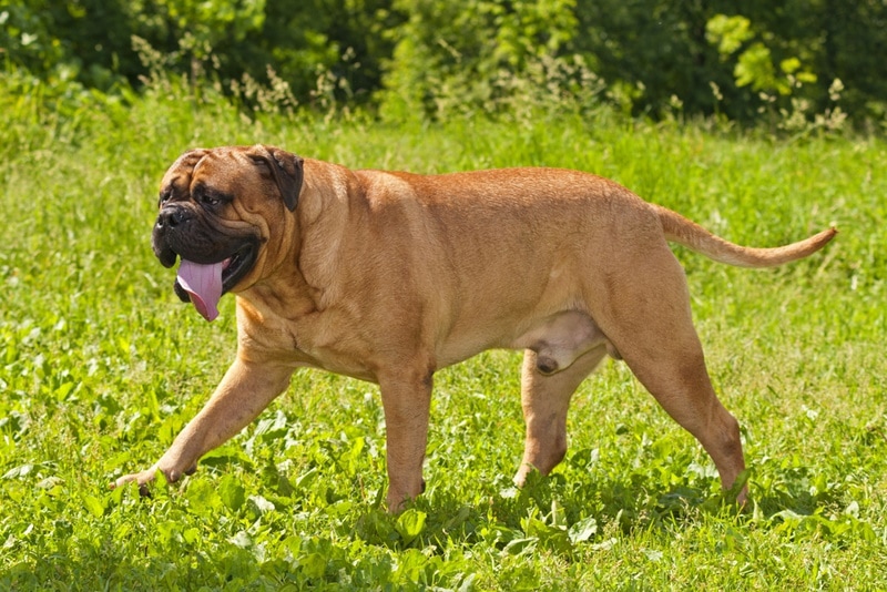 bullmastiff walking on the grass