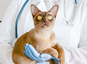 Picture of Lymphoma in Cats – Causes, Signs, & Treatments (Vet Answer) | Hepper ...