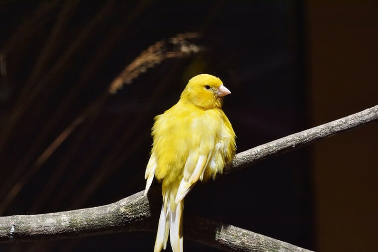 12 Cheapest Pet Birds: The Most Affordable Species (With Info ...