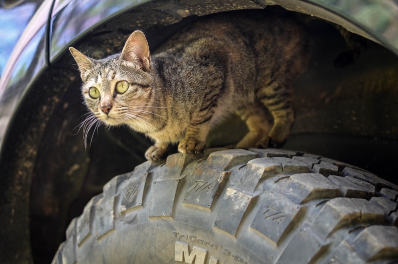 cat coming out from car engine