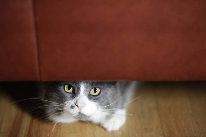 cat hiding under couch