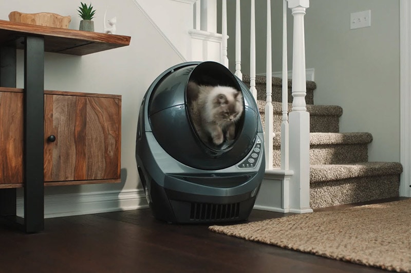 cat in the litter robot 3