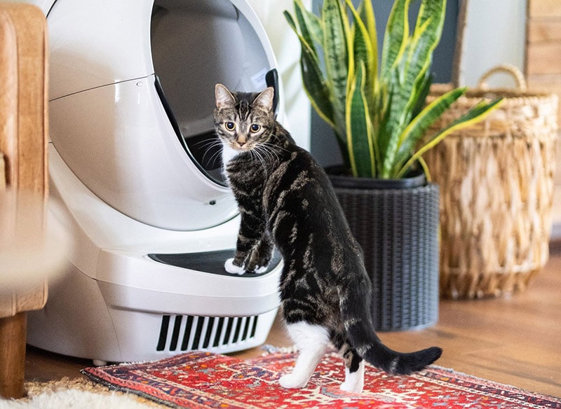 cat leaning on the litter robot 3
