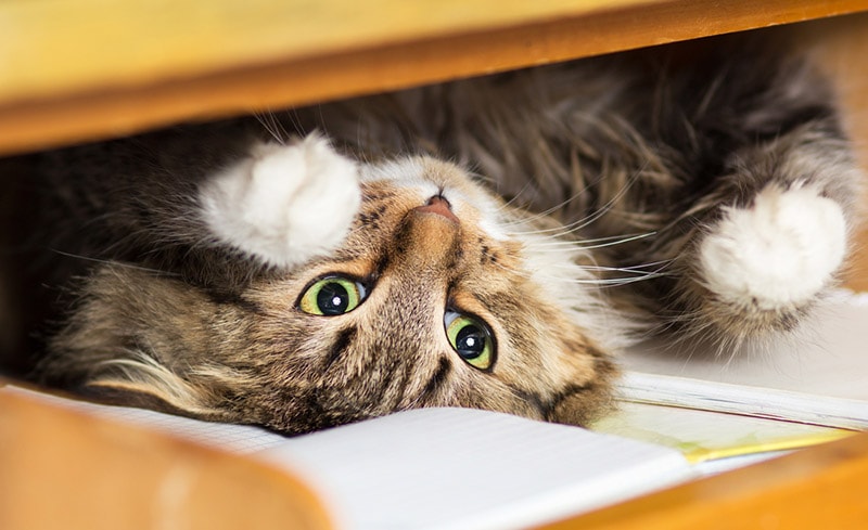 cat lying in the closet