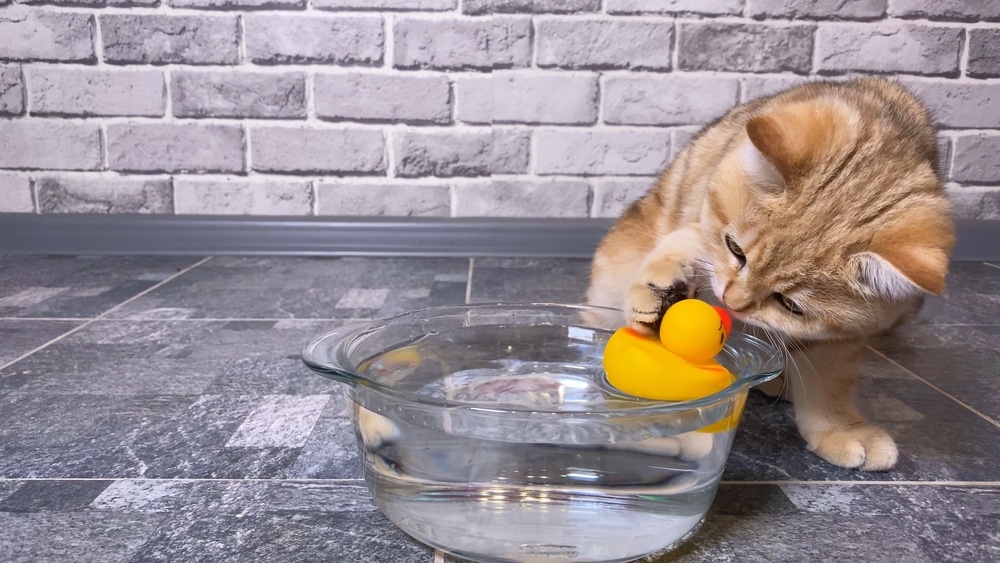 cat playing duck toy