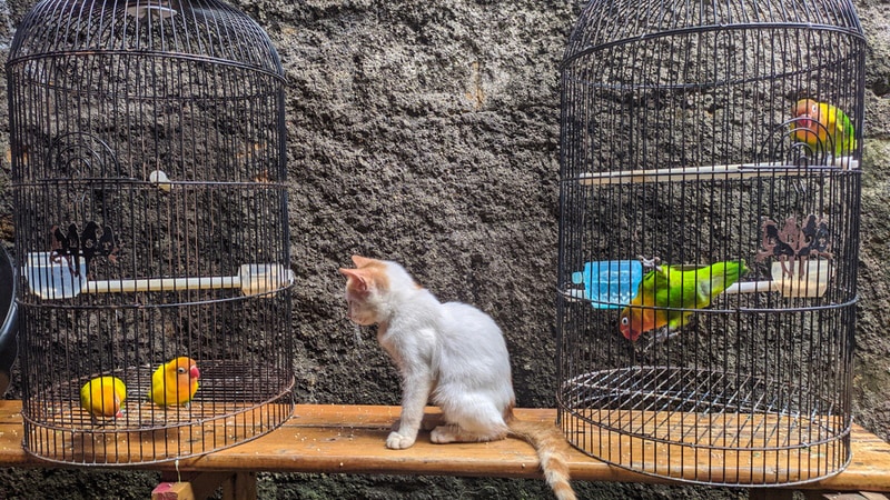 cat with birds in cages