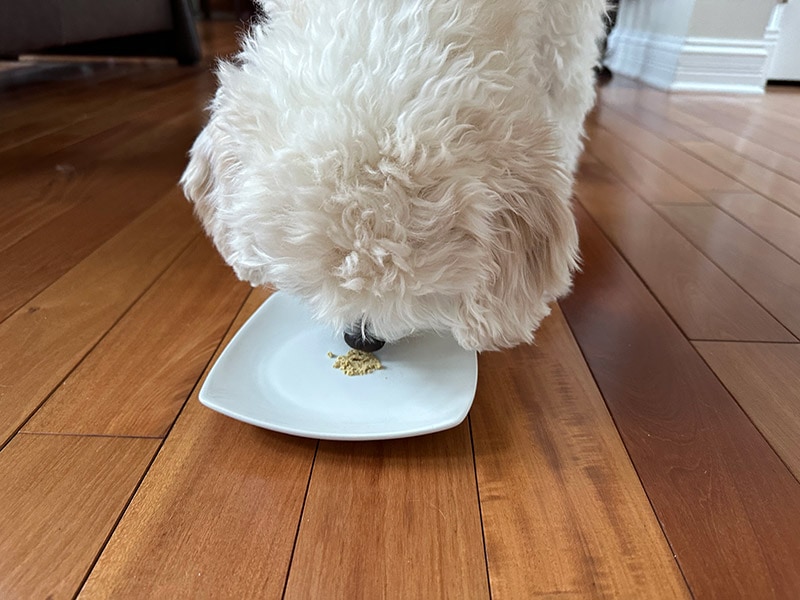 cavapoo dog testing native pet probiotic