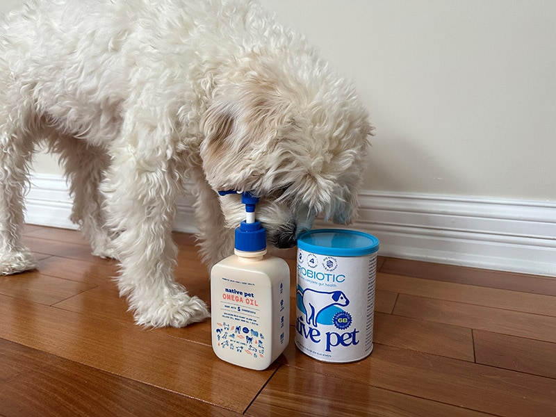 cavapoo sniffing native pet products