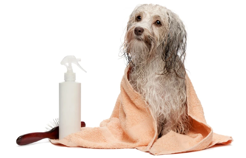 chocolate Havanese dog after a bath