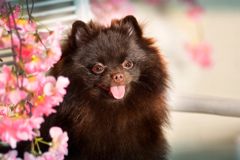chocolate brown Pomeranian dog