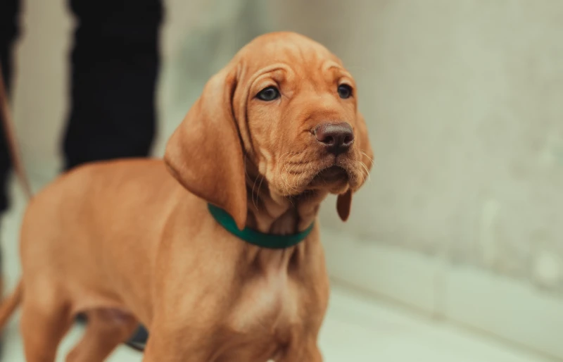 close up of Vizsla puppy dog