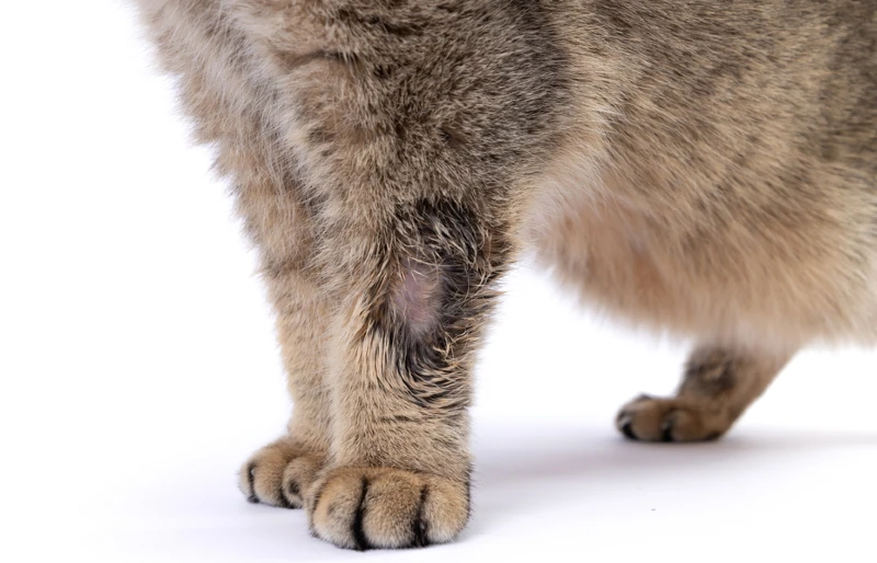 close up of ringworm on cat