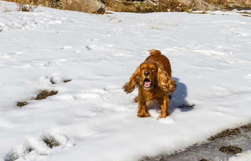 cocker spaniel barking outside in the snow