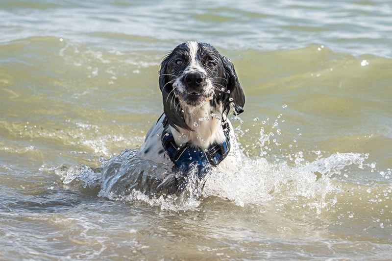 cocker spaniel dog at the sea shore