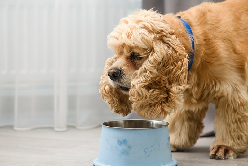 cocker spaniel dog eating