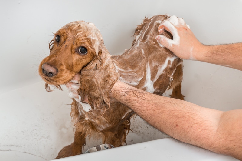 cocker spaniel taking a bath