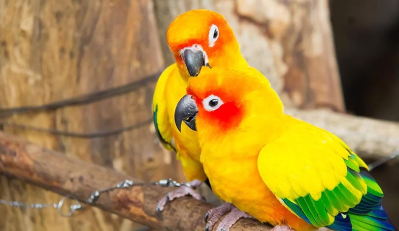 conure birds