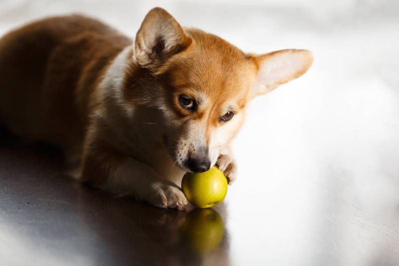 corgi dog eating a green apple on floor at home