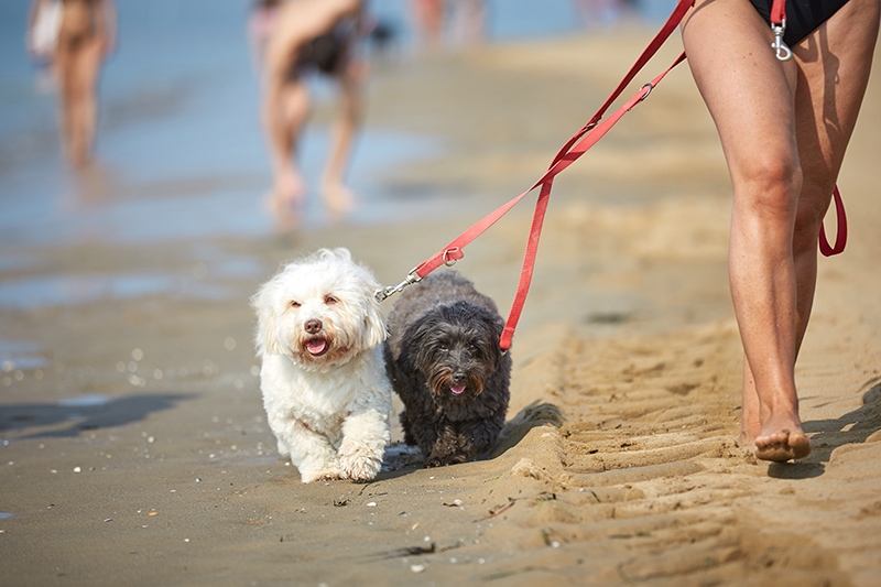 couple of havanese dogs walking at the beach