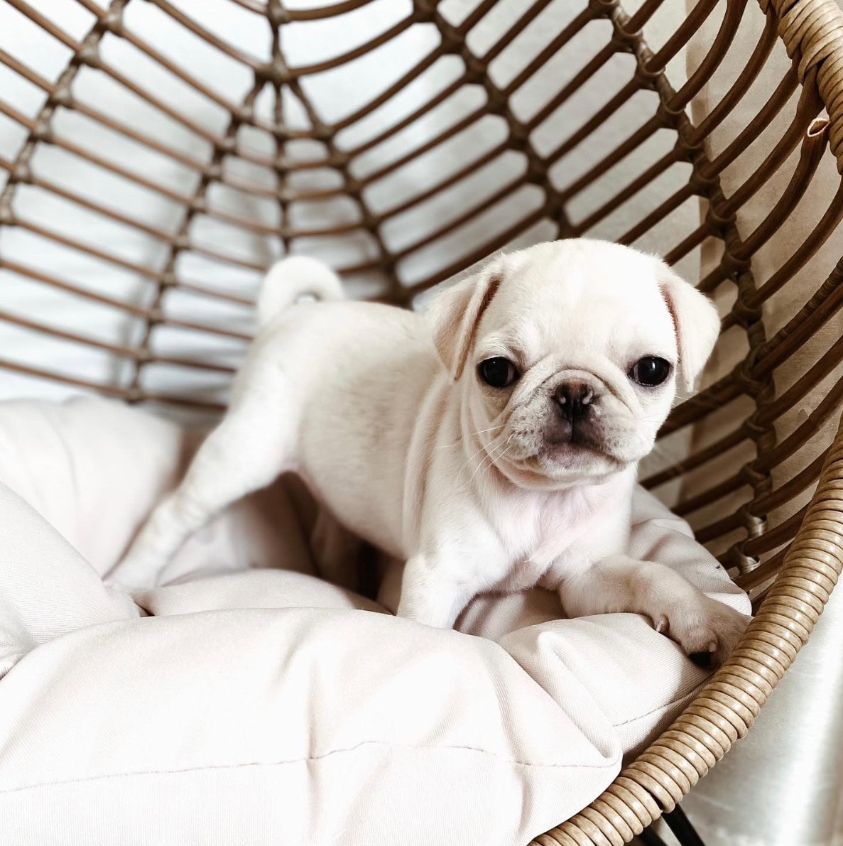 cream pug on a chair