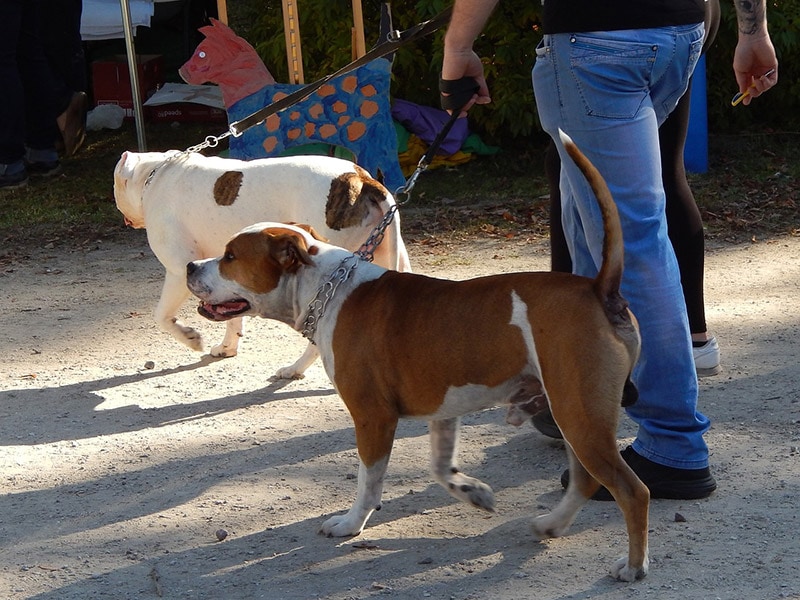 dogs in a parade