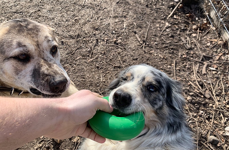 dogs playing with the goughnut ring